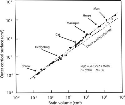 Comparing Adult Hippocampal Neurogenesis Across Species: Translating Time to Predict the Tempo in Humans